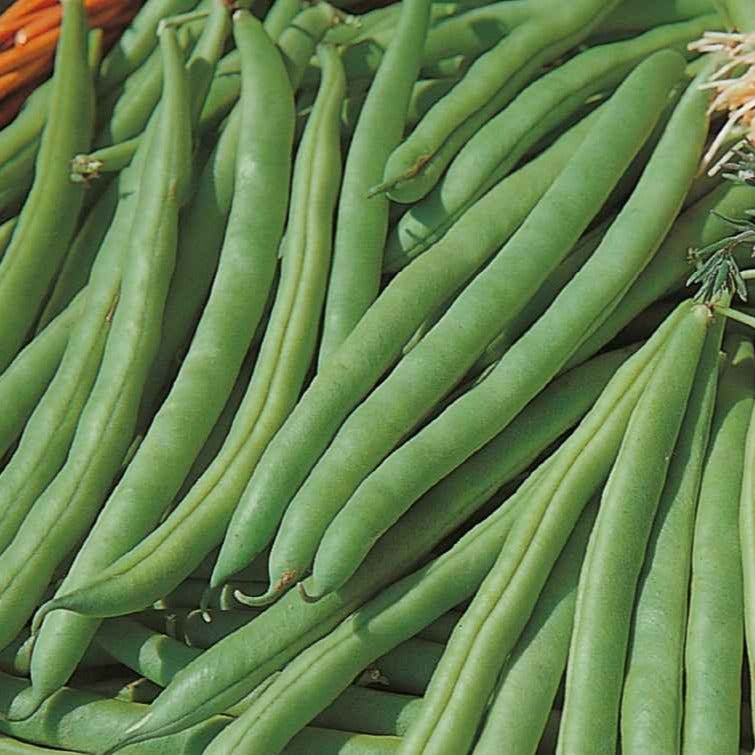 Buschbohne Speedy Bio - Willemse