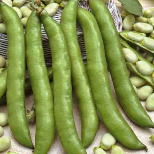 Verbesserte Bohne Driemaal Wit - Vicia faba driemaal wit - Willemse