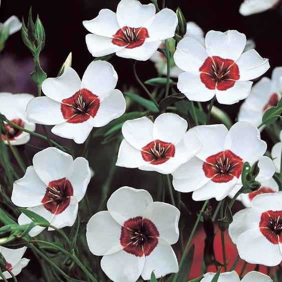 Großblumiger Lein Bright Eyes - Linum grandiflorum bright eyes - Willemse