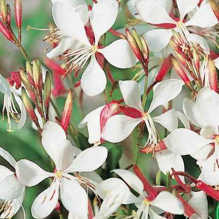 Prachtkerze The Bride - Gaura lindheimerii the bride - Willemse