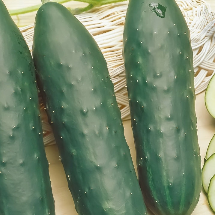 Cucumis sativus marketmore - Gurke Cucumis 'Marketmore' - Samen für Gurken