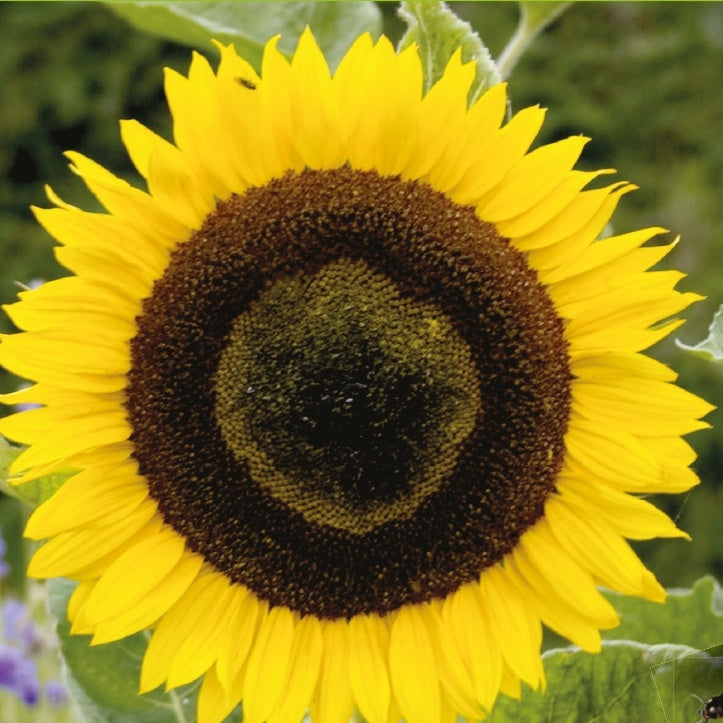 Sonnenblume 'Giganteus' - Helianthus annuus giganteus - Blumensaat