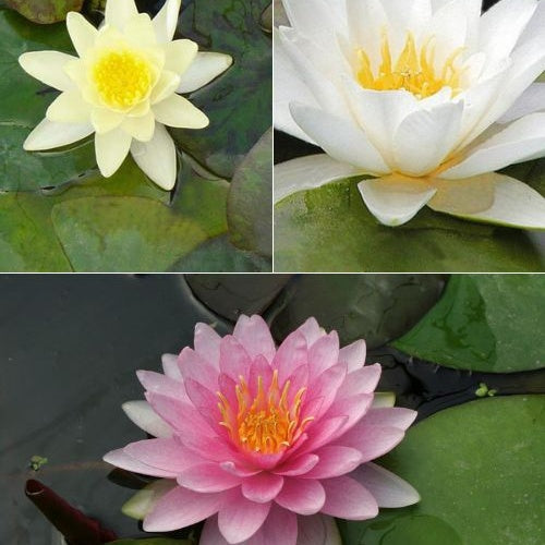 Seerose rosa-gelb-weiß (x3) - Nymphaea - Willemse