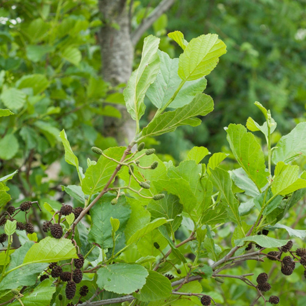 Schwarz-Erle - Alnus glutinosa - Willemse