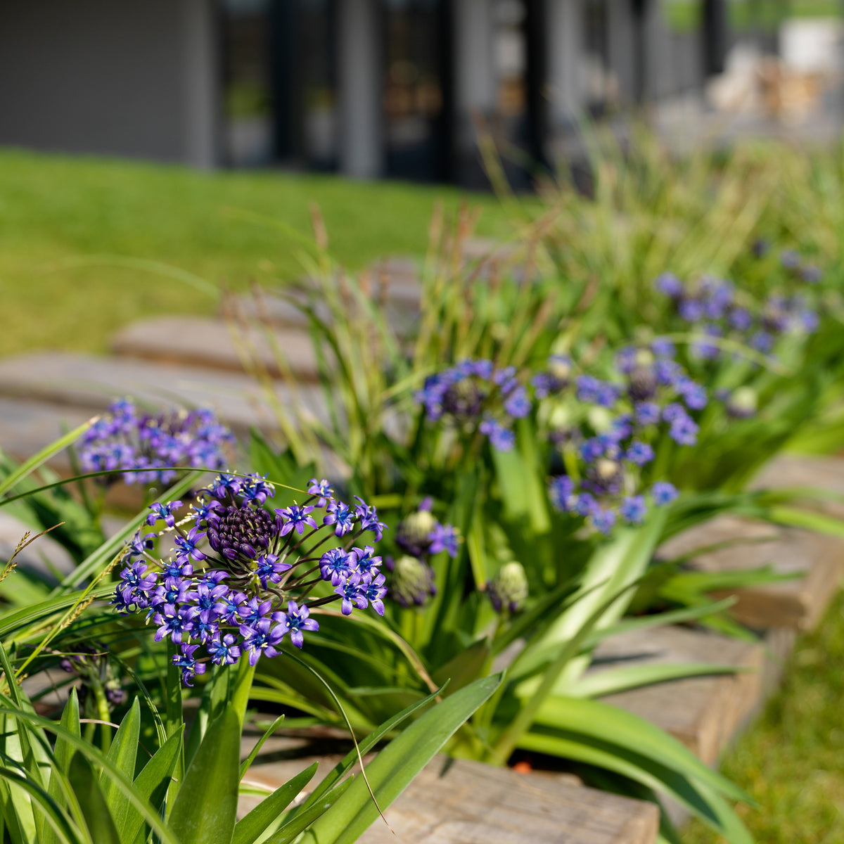 Peruanischer Blaustern Mischung 'Peruviana Mix' (x2) - Scilla peruviana