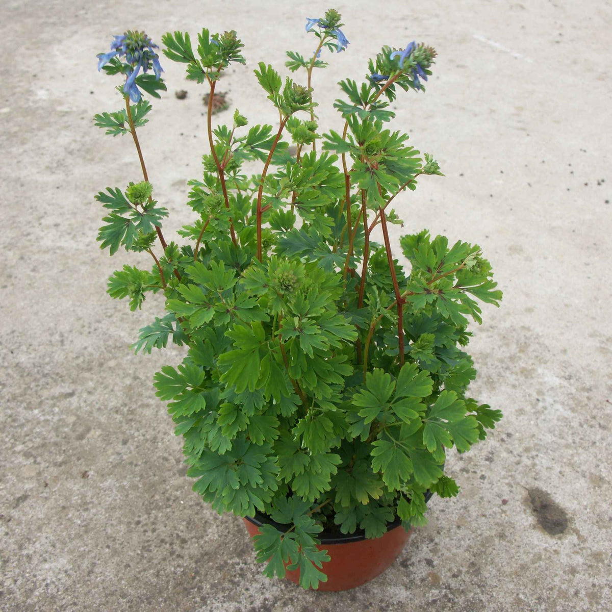Corydalis x blue line ® ‘couriblue’ - Lerchensporn Blue Line ® Couriblue - Blühende Stauden