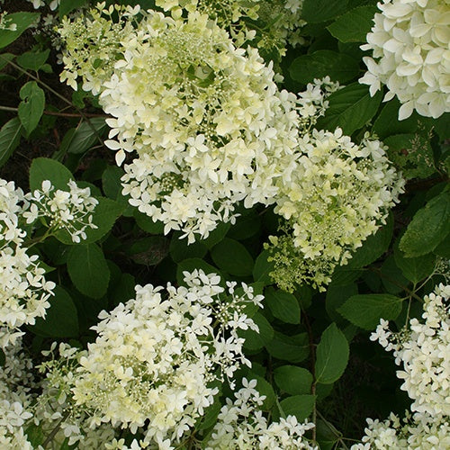 Rispenhortensie - Rispenhortensie Dentelle de Gorron ® - Hydrangea paniculata dentelle de gorron ® 'rencri'