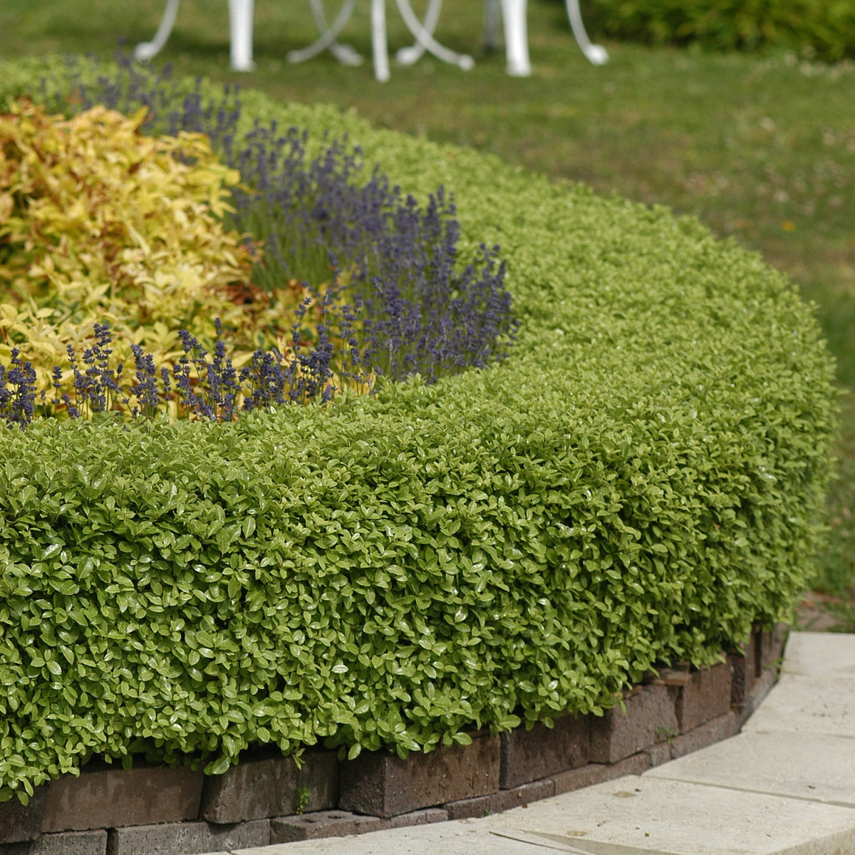 Klebsame Golf Ball - Willemse