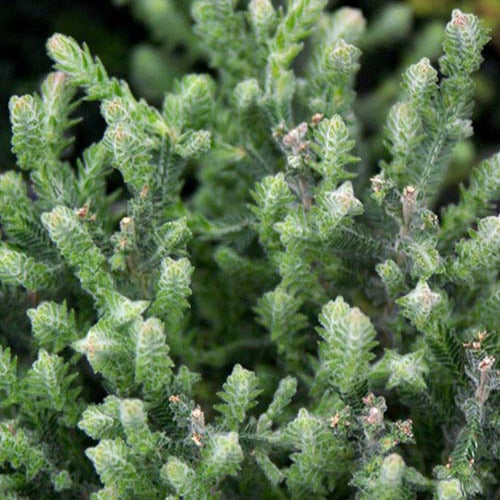 Sommerheide 'Silver Knight' - Calluna vulgaris Silver Knight - Willemse