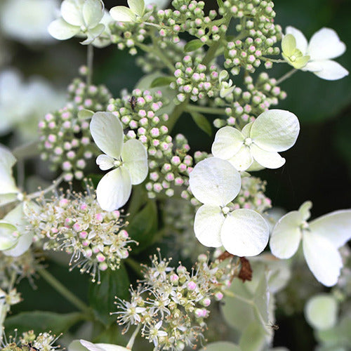 Rispenhortensie White Lady - Hydrangea paniculata White Lady - Willemse