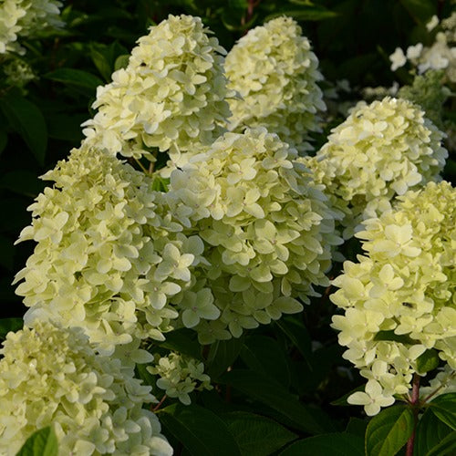 Hydrangea paniculata magical ® candle - Rispenhortensie Magical® Candle - Rispenhortensie