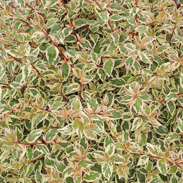 Abelie Pink Lady - Abelia grandiflora pink lady - Willemse