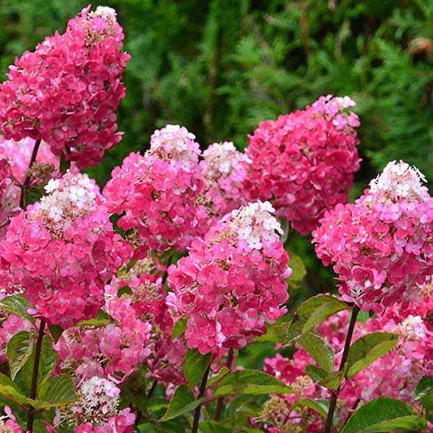 Rispenhortensie Framboisine® Rensam - Willemse