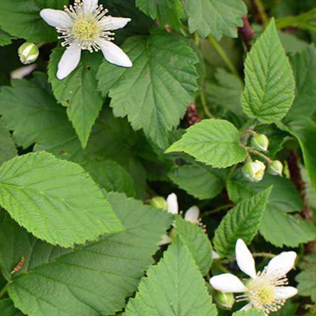 Brombeere-Himbeere Bounty Berry - Rubus fruticosus tayberry bounty berry 'yantay' - Willemse