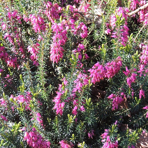 Schneeheide Springwood Pink - Willemse