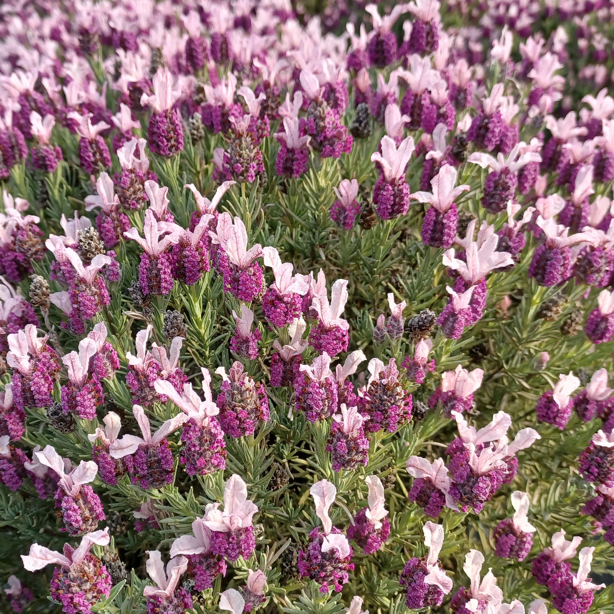 Lavandula stoechas magical® posy pink 'kolmapopi' - Schopflavendel MAGICAL® POSY PINK - Lavendel