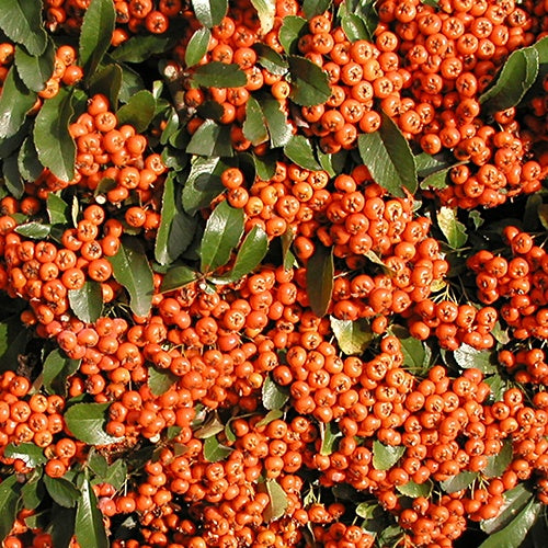 Feuerdorn ‘Saphyr Orange’® - Willemse