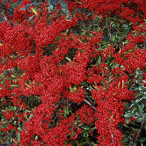 Feuerdorn Saphyr ® Rouge Cadrou - Pyracantha saphyr ® rouge'cadrou' - Willemse