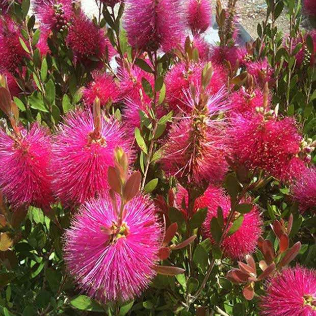 Blühende Sträucher - Zylinderputzer Hot Pink - Callistemon viminalis Hot Pink