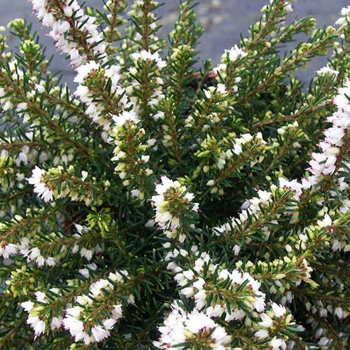 Winterheide 'White Perfection' - Erica darleyensis White Perfection - Willemse
