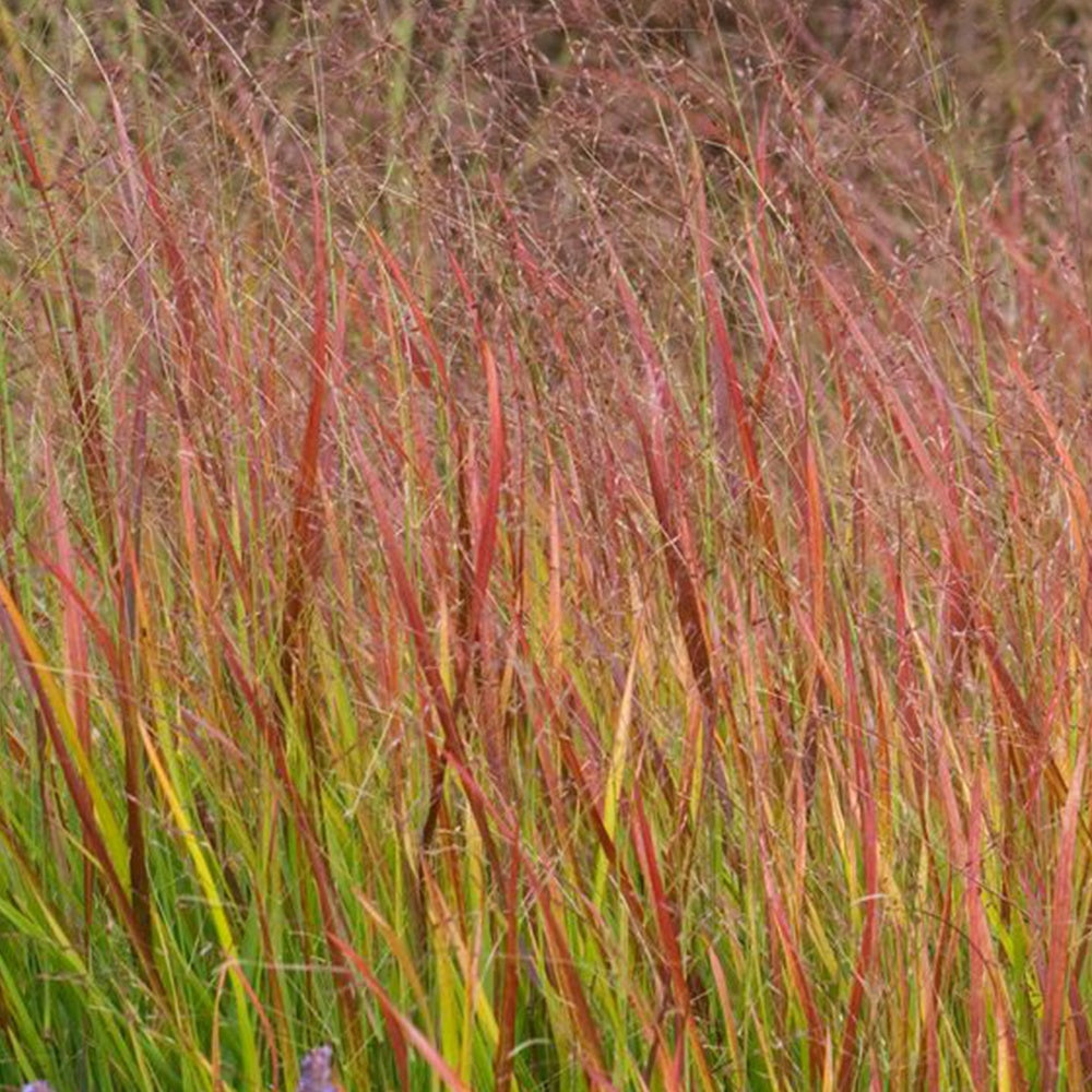 Rotbraune Rutenhirse - Willemse