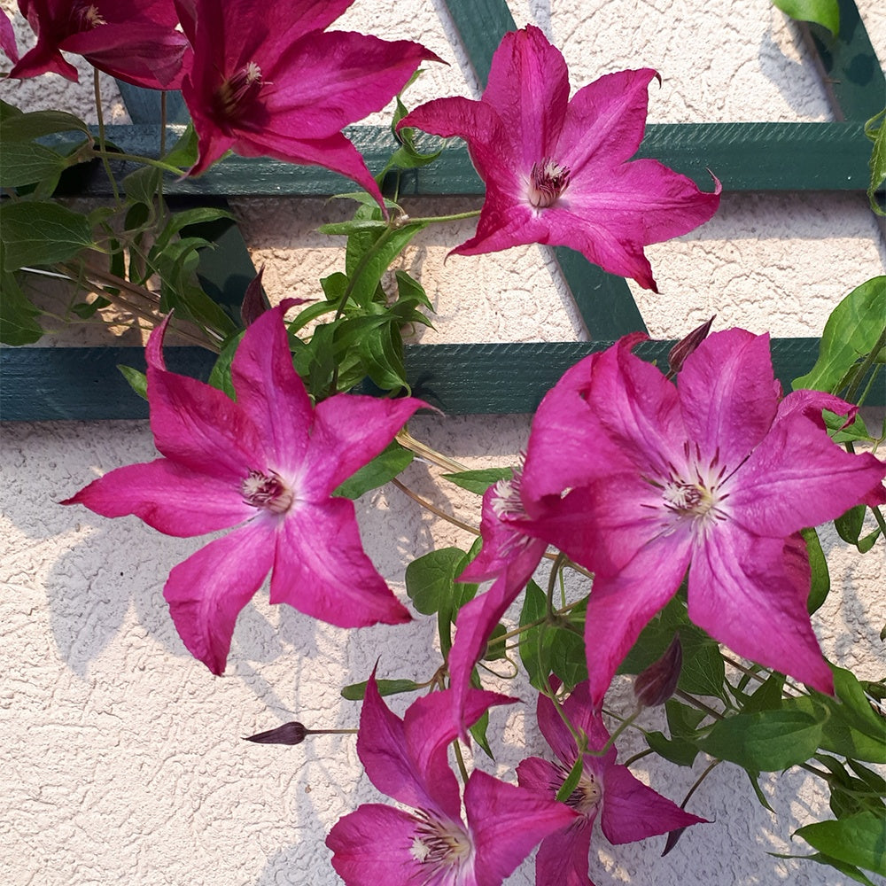 Waldrebe Nancy, Tag der Erde® - Clematis integrifolia nancy jour de la terre®clemi - Willemse