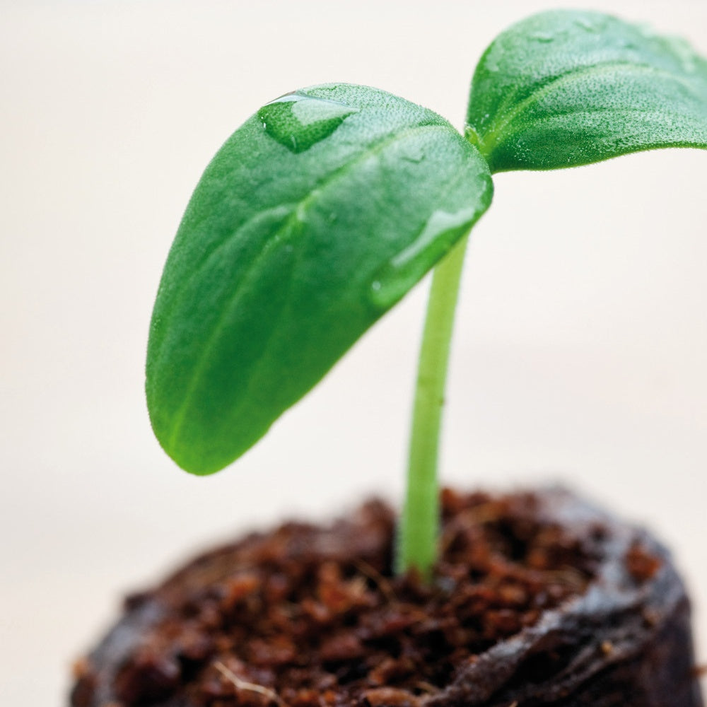 Pastillen aus Kokosnuss dehydriert - Willemse