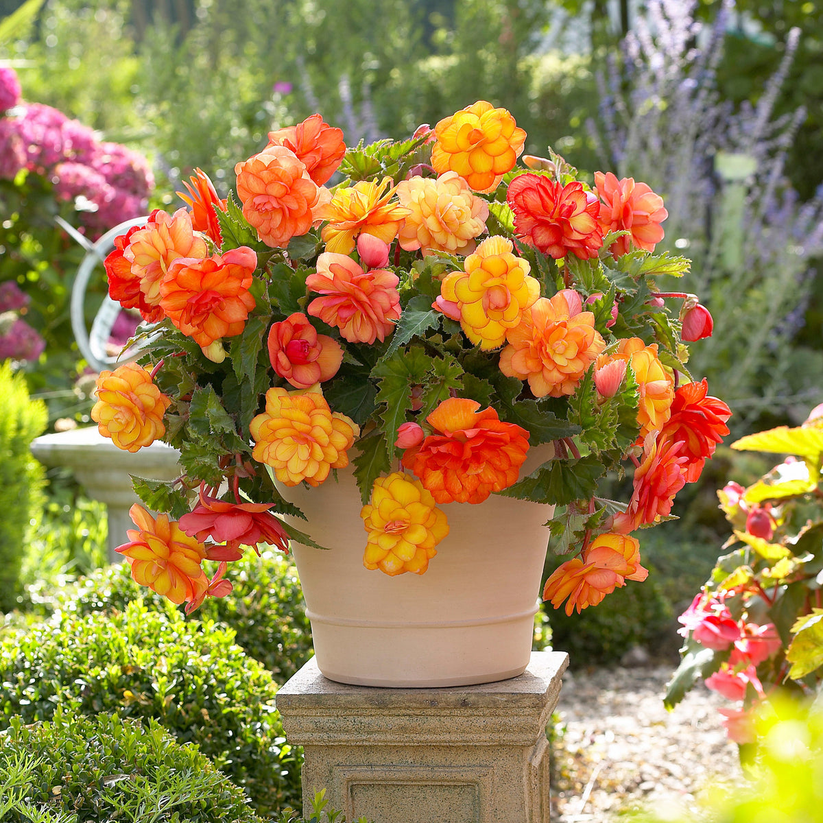 Begonie Mischung 'Picotee' (x5) - Begonia golden balcony