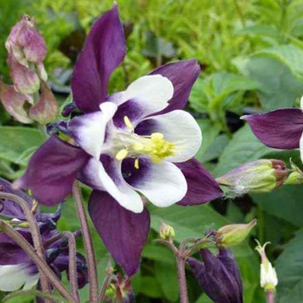 Garten Akelei William Guinness - Aquilegia vulgaris william guiness - Willemse