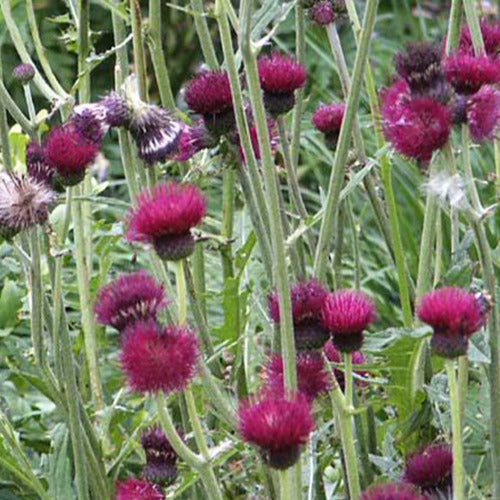 Ufer-Cirse - Cirsium rivulare atropurpureum - Willemse