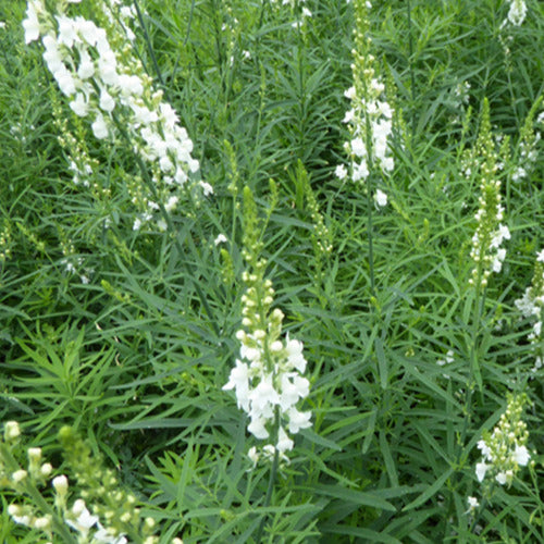 Purpur-Flockenblume Springside White - Linaria purpurea springside white - Willemse