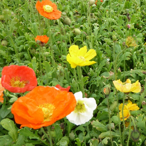 Zwergiger Island Mohn Gartenzwerg - Willemse