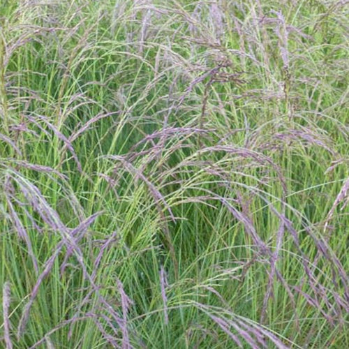 Amethyst-Schwingel - Festuca amethystina - Willemse