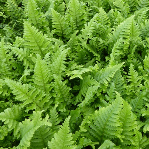 Wurmfarn Cristata - Dryopteris filix-mas cristata - Willemse