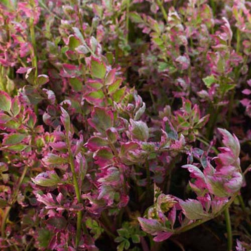 Oenanthe fistelnder Flamingo - Willemse