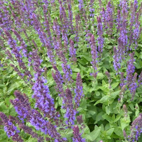 Blüten-Salbei Blaukönigin - Salvia nemorosa Blaukönigin - Willemse