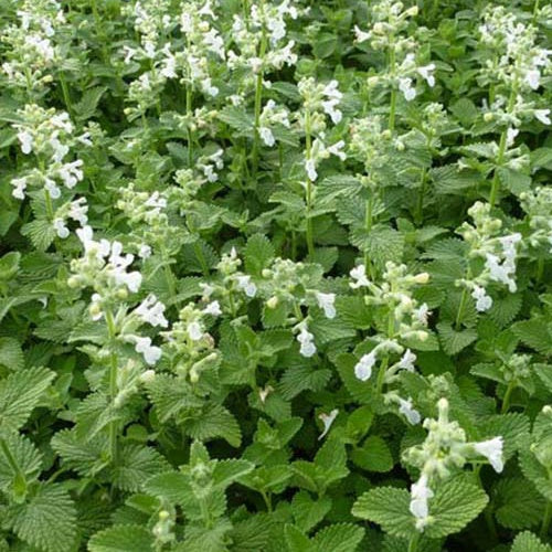 Traubige Katzenminzen Snowflake - Nepeta racemosa snowflake - Willemse