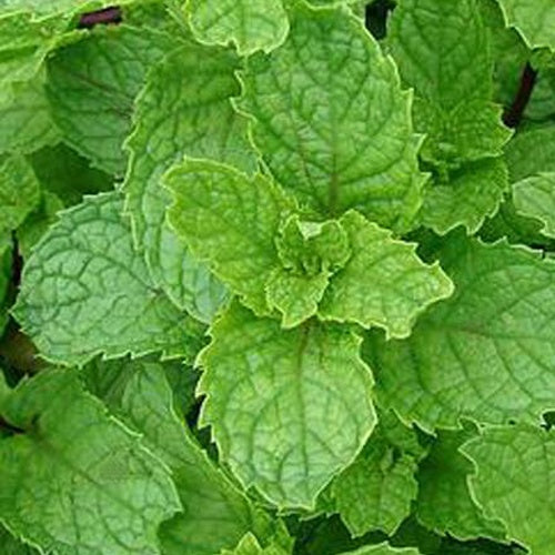 Marokkanische Minze 'Maroccan' - Mentha spicata