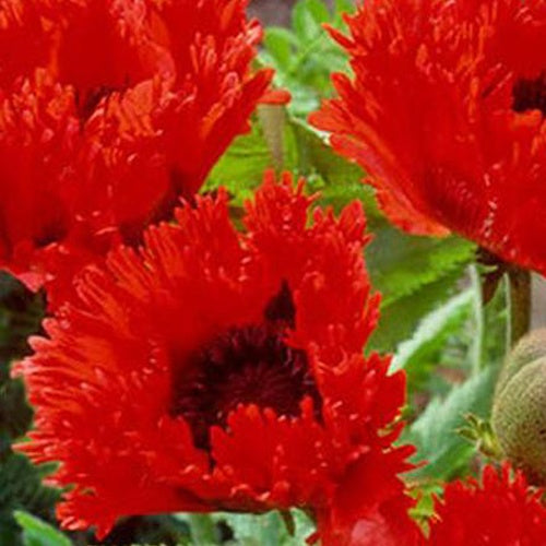 Orientalischer Mohn 'Türkenlouis' - Papaver orientale türkenlouis - Stauden