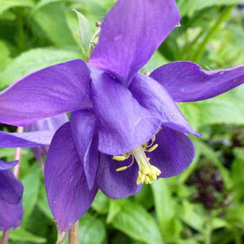 Akelei (x3) - Aquilegia vulgaris