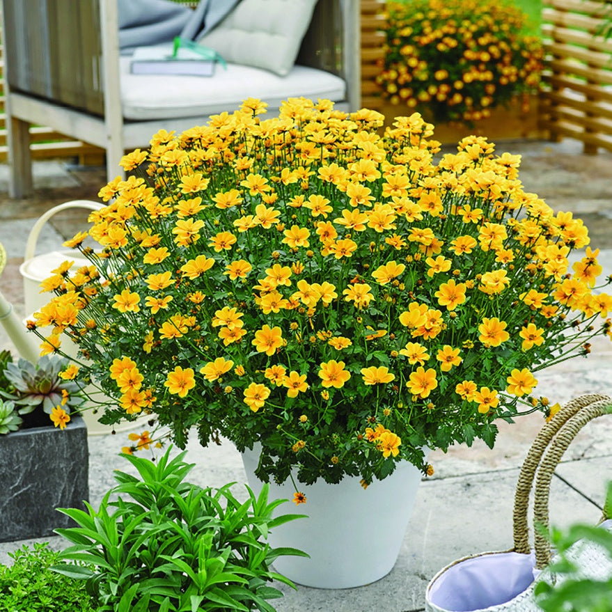 Goldmarie (x3) - Willemse