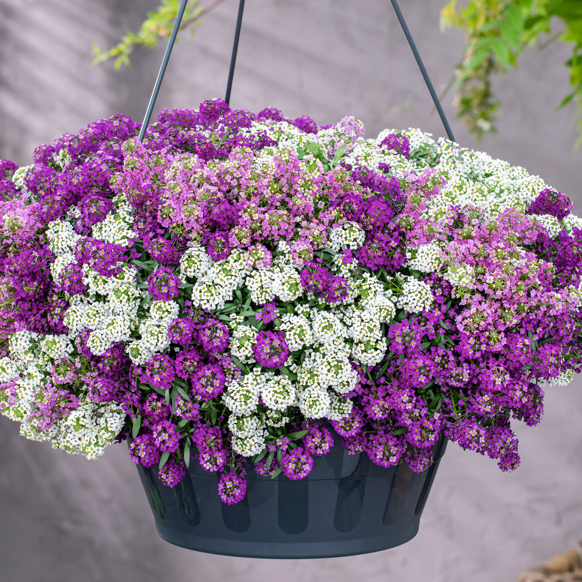 Strandkraut (x3) - Willemse