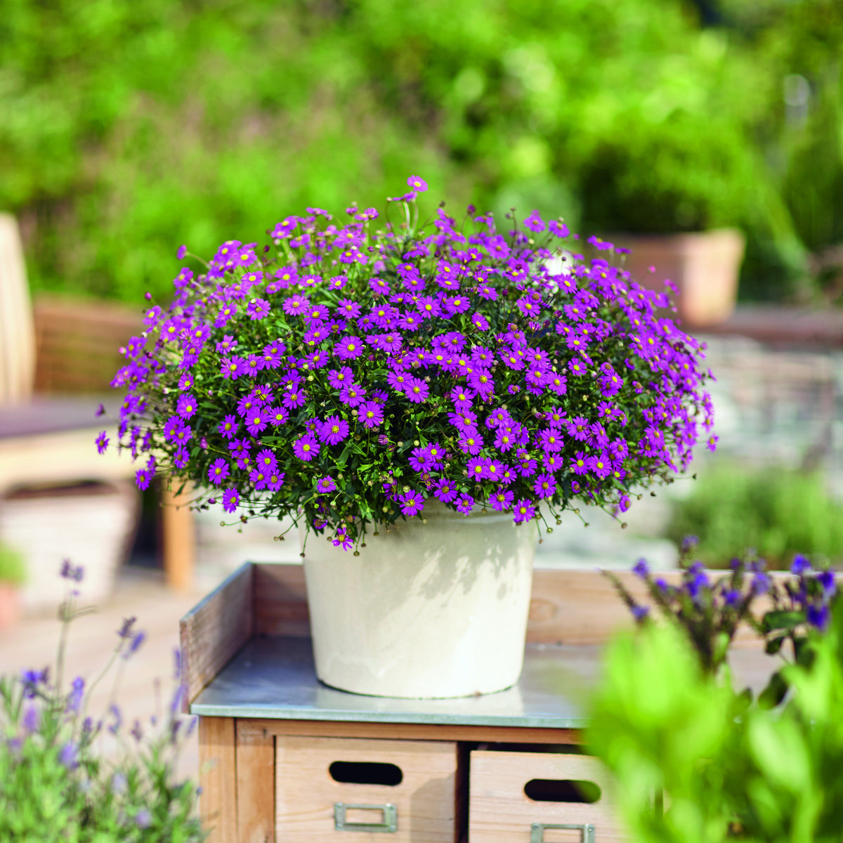 Rosa Gänseblümchen (x3) - Willemse