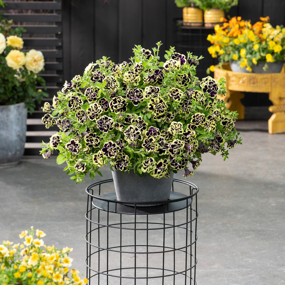 Schwarz-Gelb gefüllte Petunie (x3) - Willemse