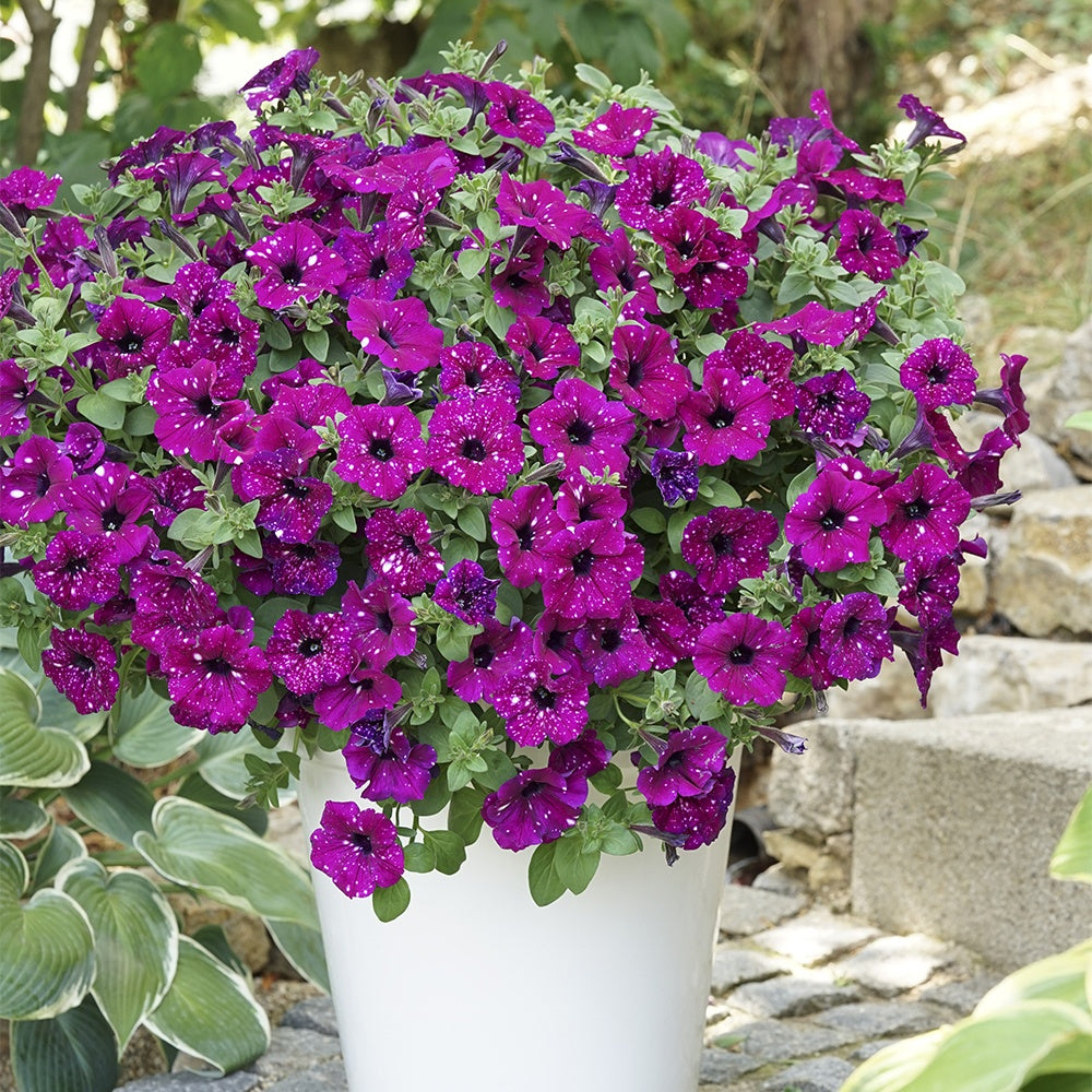 Petunie 'Royal Sky' (x3) - Petunia royal sky
