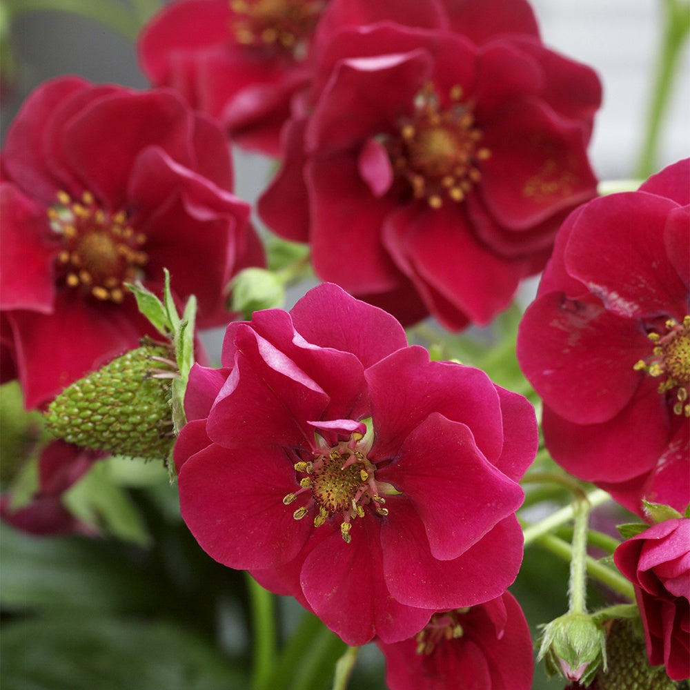 Fragaria summer breeze® rose - Erdbeere 'Summer Breeze Rose' (x3) - Erdbeeren