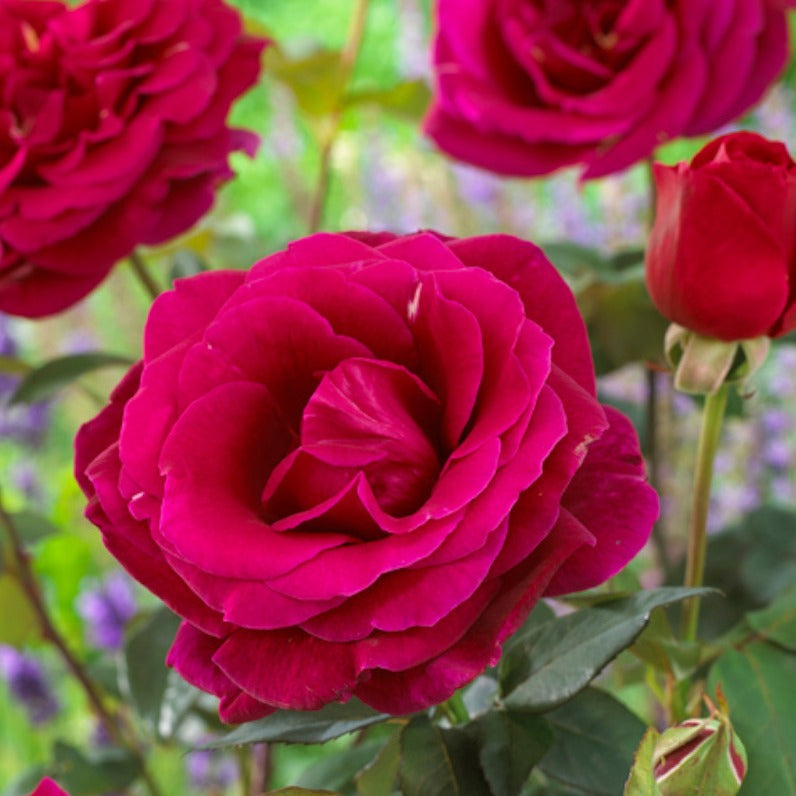 Edelrose Oklahoma - Willemse
