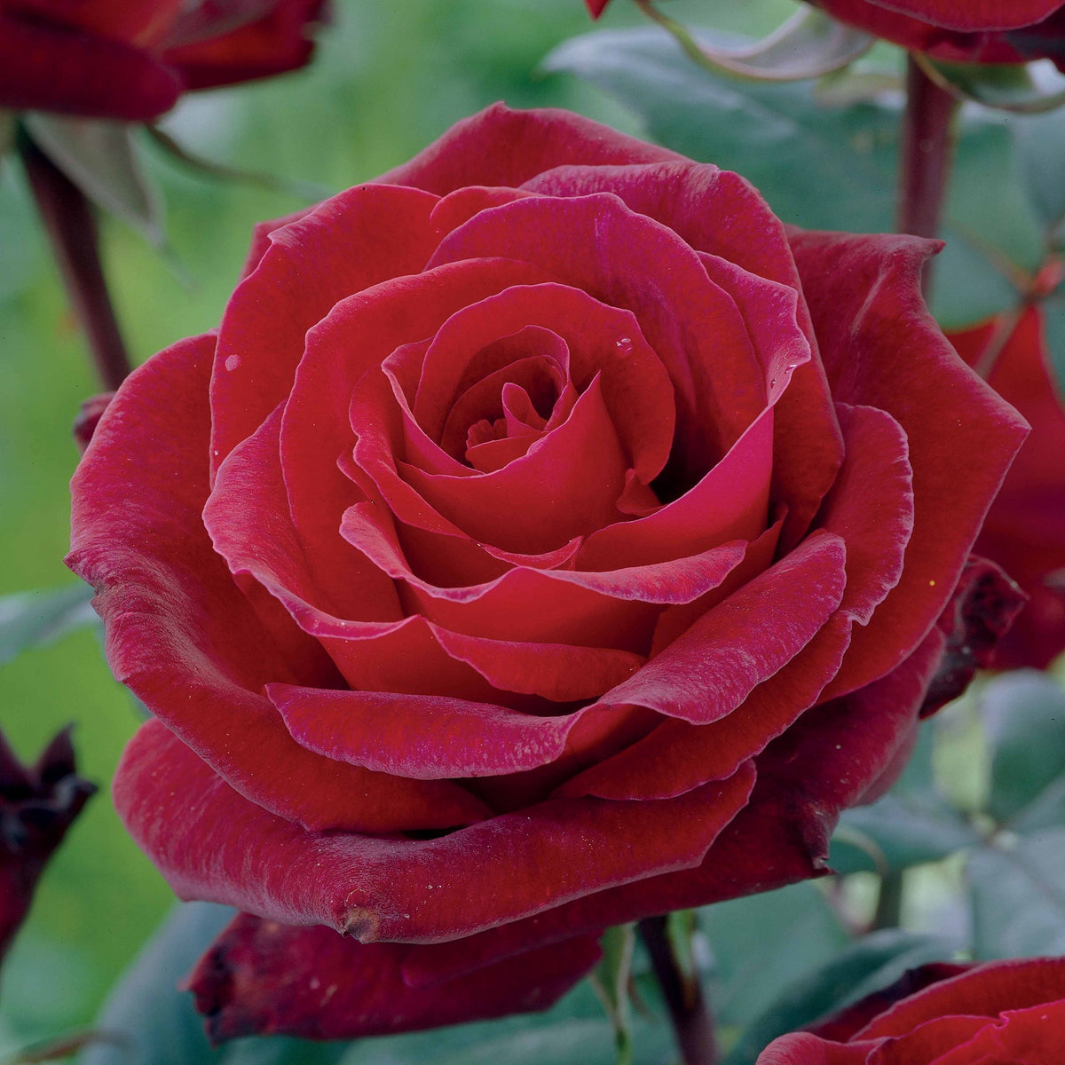 Strauchrosen Mischung (Doris Tysterman, Nostalgie, Barkarole) (x3)