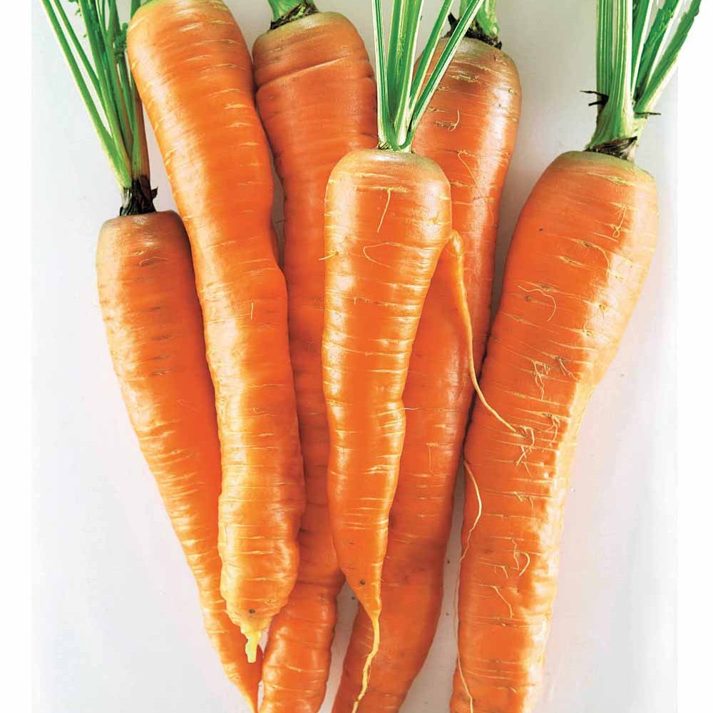 Tilques-Karotte - Willemse