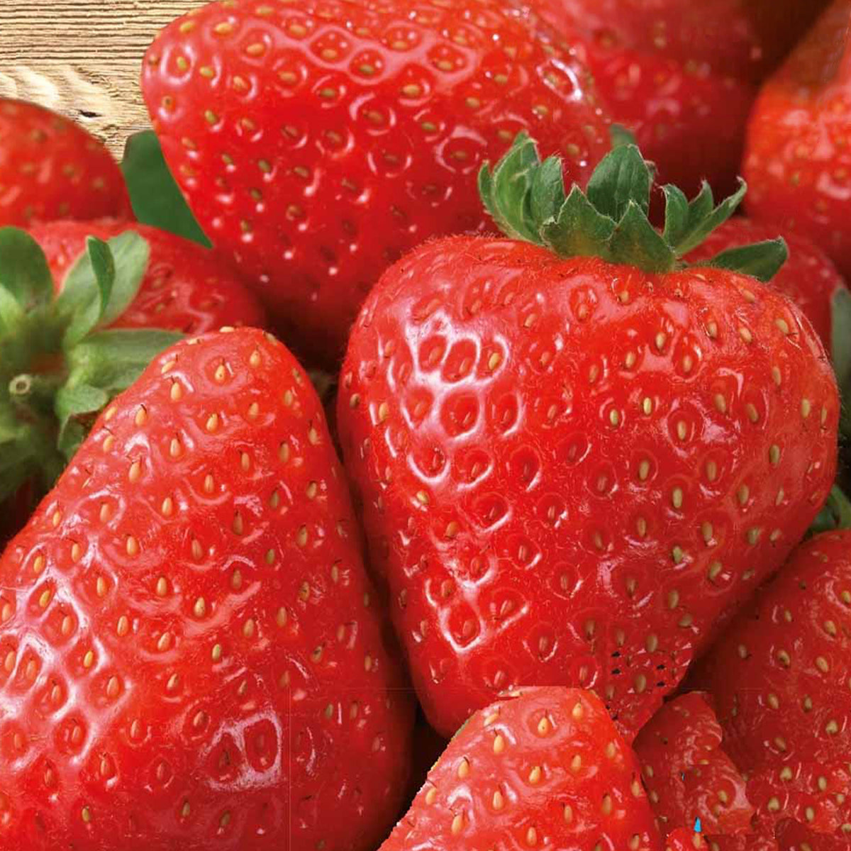 Erdbeere ‘Grandian F1’ - Fragaria x ananassa grandian f1 - Willemse